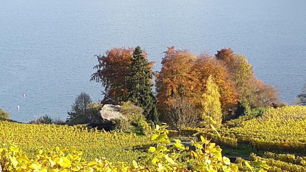 Oase Zum Sein Apartment Spiez Ruang foto